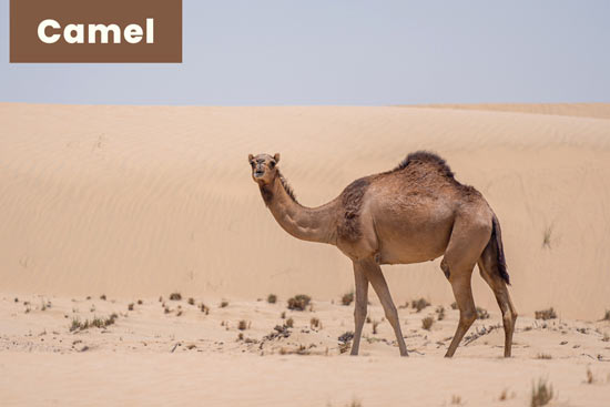 Camel Image