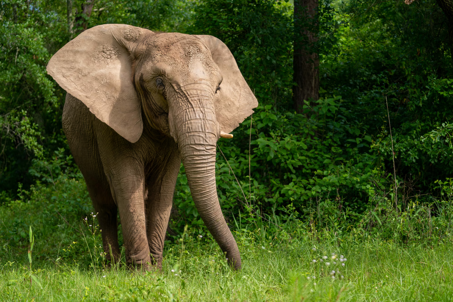 Elephant Image